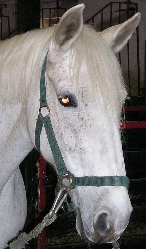 Anden særlig race Jackie - Prettty Babe billede 12