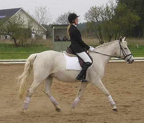 Anden særlig race Jackie - Stævne :-) hvor vi red LC1 billede 13