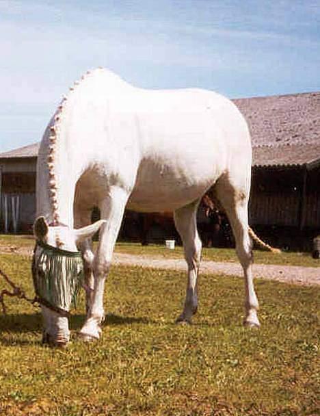 Anden særlig race Jackie - Hmm, tage rda hun næsten var ankomet på rideskolen  tror jeg  billede 14