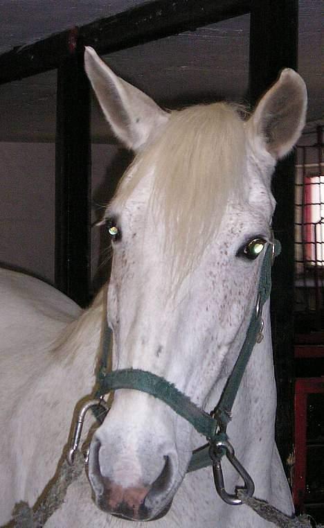 Anden særlig race Jackie - Hmm, ved ikk hvad hun ligner billede 16