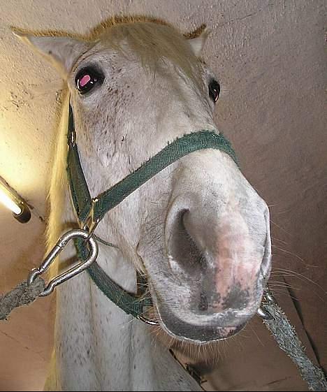 Anden særlig race Jackie - Hvad fan´ laver du på gulvet ? billede 17