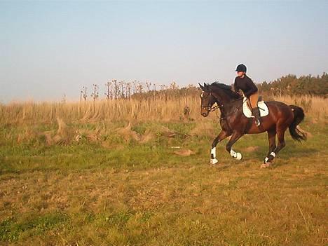 Hannoveraner Sir Sandro (kæmpe) R.I.P - Fri gallop 2006 billede 10