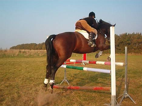 Hannoveraner Sir Sandro (kæmpe) R.I.P - spring 2006 billede 12