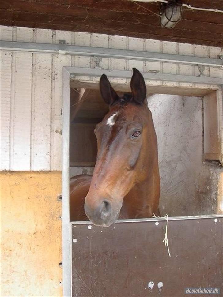 Hannoveraner Sir Sandro (kæmpe) R.I.P - i stævne boks 07 billede 13