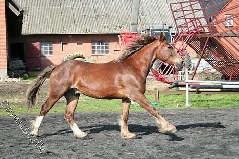 Welsh Cob (sec D) Sondergardens Look At Me  billede 11