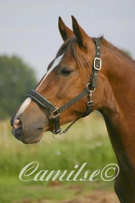 Welsh Cob (sec D) Sondergardens Look At Me  billede 12