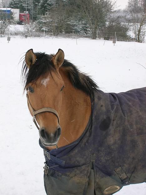 Anden særlig race Stella Elsk' dig <solgt> - Min lille foto model ! billede 15