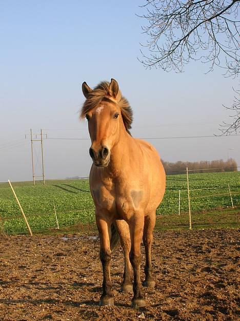 Anden særlig race Stella Elsk' dig <solgt> - Min lille dejlige bølle-basse ! elsker dig skat <3 billede 16