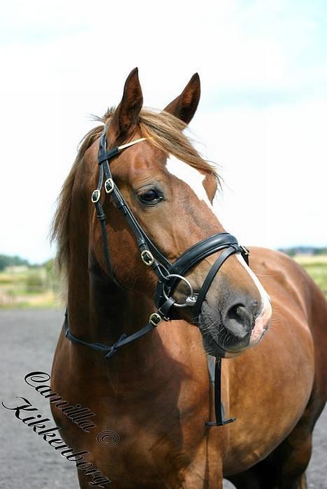 Welsh Cob (sec D) Sondergardens Look At Me  billede 14
