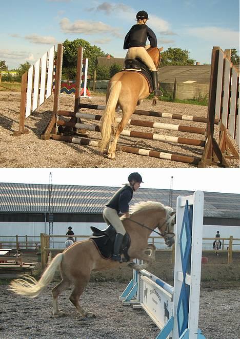 Haflinger Max Moonlight (solgt) - springundervisning.  billede 9