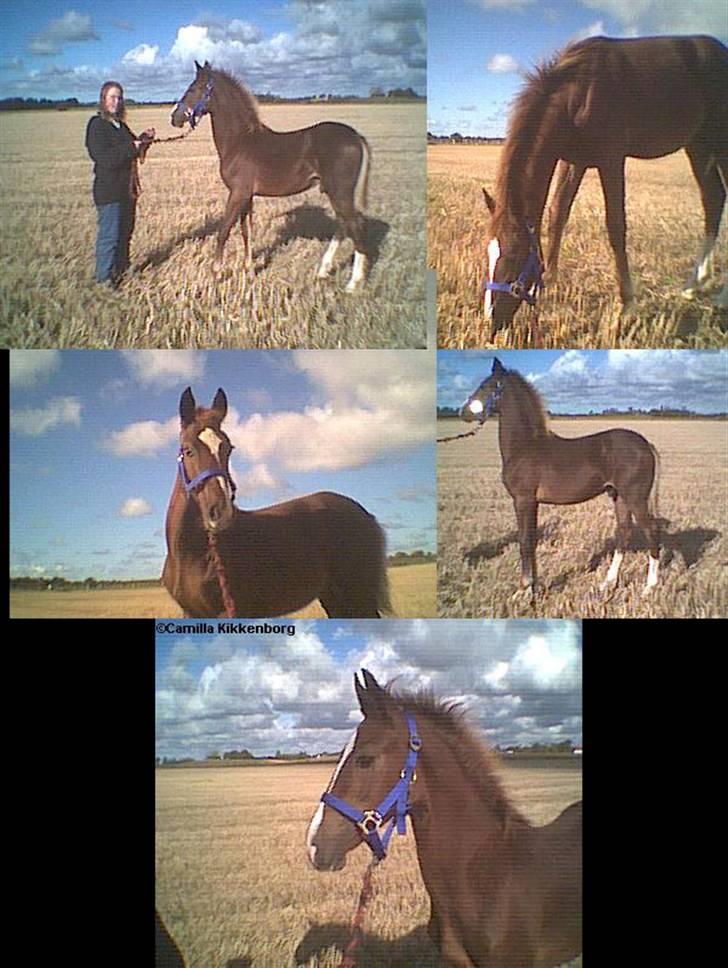 Welsh Cob (sec D) Sondergardens Look At Me  - Lukas da jeg lige havde fået ham. Han er fire måneder gammel på billederne. billede 15