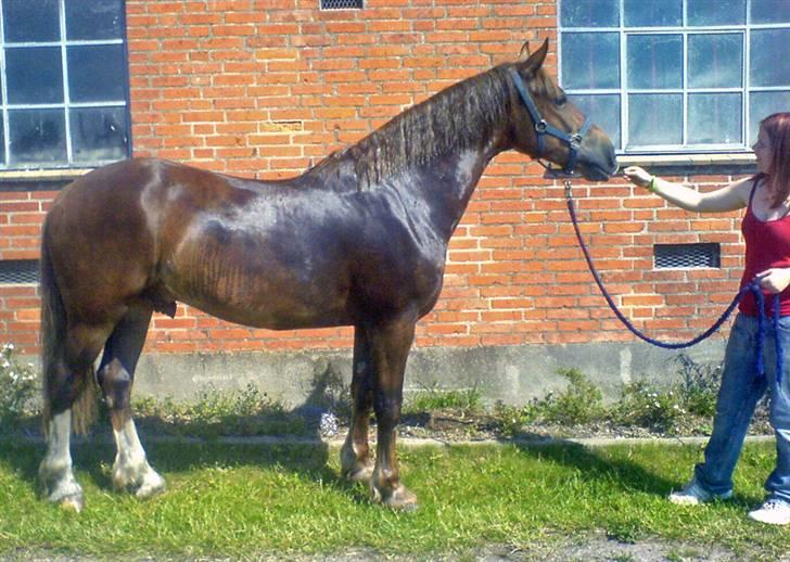 Welsh Cob (sec D) Sondergardens Look At Me  - 9/6-07: Lukas fem dag før han ble sendt i tilridning billede 16