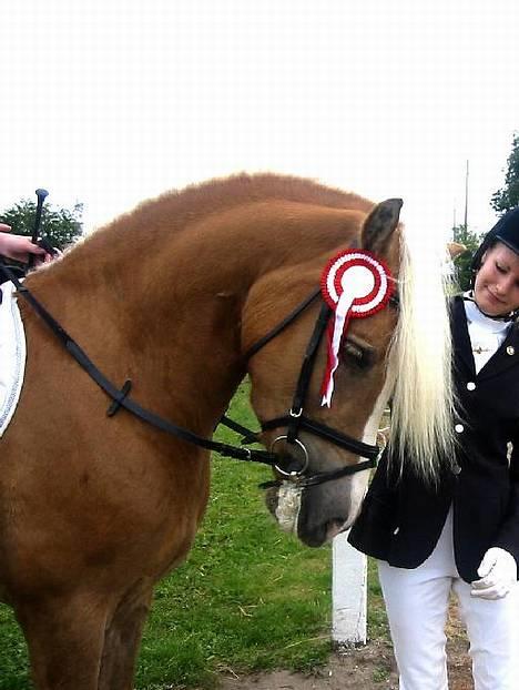 Haflinger Max Moonlight (solgt) - Foto: Helle Lund (Mor) billede 10