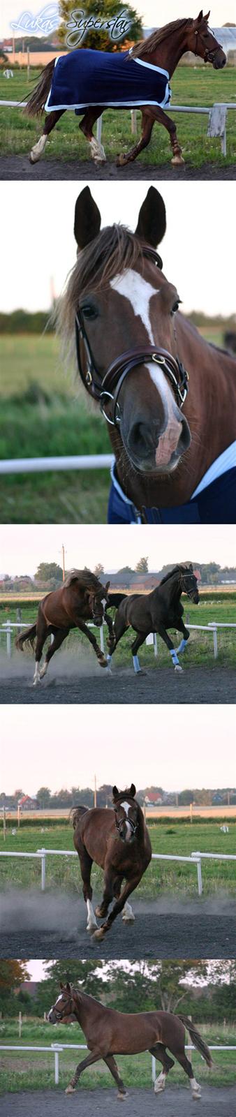 Welsh Cob (sec D) Sondergardens Look At Me  - Lukas fremviser det udstyr jeg købte til ham på store hestedag 2005 billede 17