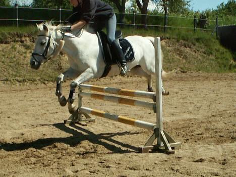 Anden særlig race *Allégårdens Cajong* - NYT: Christina og Cajong der springer. Den 5-6-06 billede 20