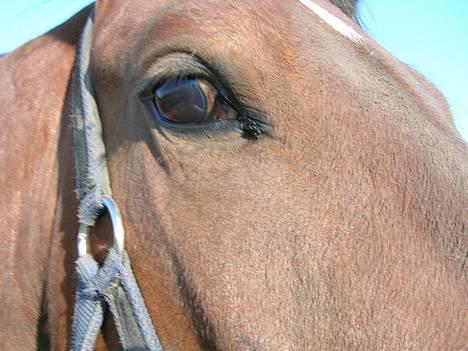 Traver Falcon 1996 - 2016 R.I.P  billede 6