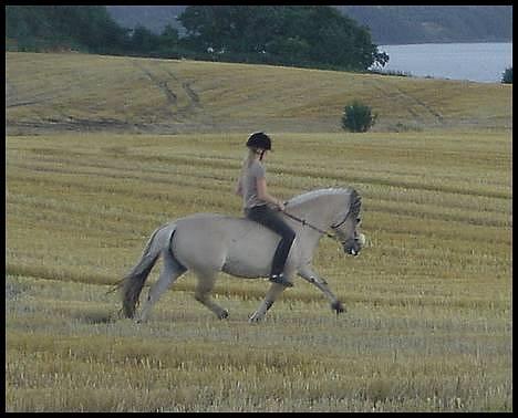 Fjordhest Bellámi (smuk ven) billede 12