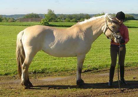 Fjordhest Bellámi (smuk ven) billede 13