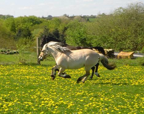Fjordhest Bellámi (smuk ven) billede 15