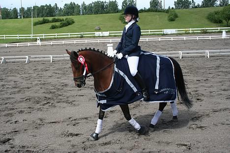 New Forest Smedhults Zippa  - Og vi skridter til præmie overækkelse.... billede 9