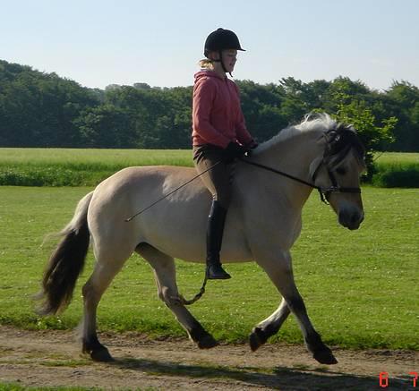 Fjordhest Bellámi (smuk ven) billede 16