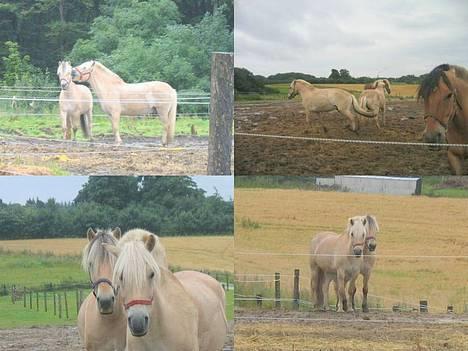 Anden særlig race Klaus - Klaus og hans allerbedste ven og legekammerat, Asterix. Sommer 2005 billede 2