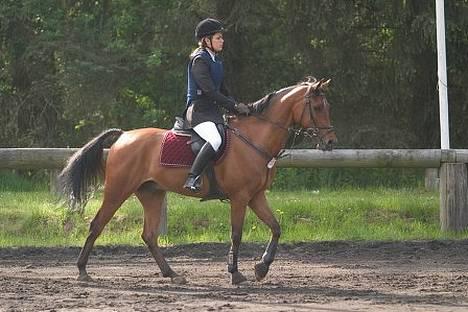 Hollandsk Sportspony Sjanoe - solgt - li kommet på banen . maj 2005 billede 11