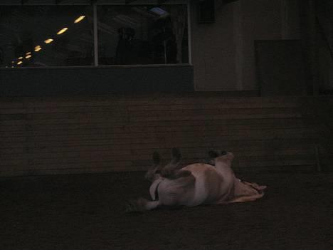 Anden særlig race Klaus - Inden løsspring. Forår 2005 billede 5