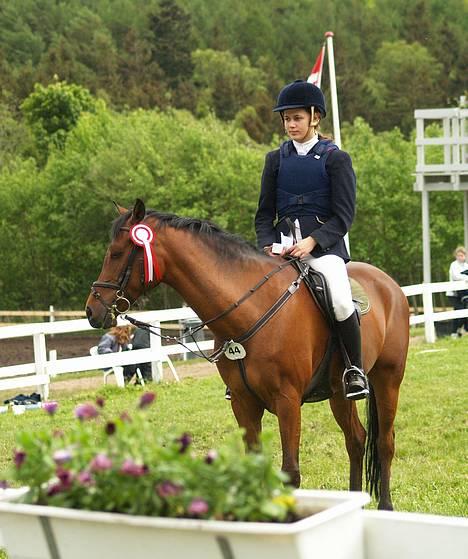 Hollandsk Sportspony Sjanoe - solgt - *NYT*  3/6 2006 distriktsstævne Silkeborg Rideklub LA billede 13