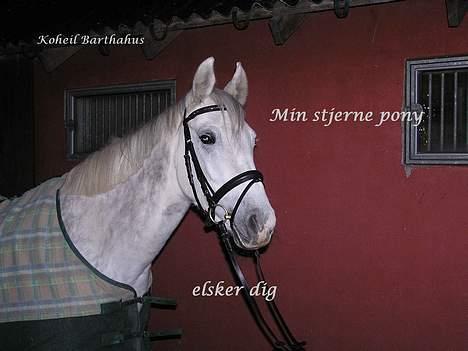 Shagya Araber (SH) koheil Barthahus<3 - min mor elsker mig:) billede 6