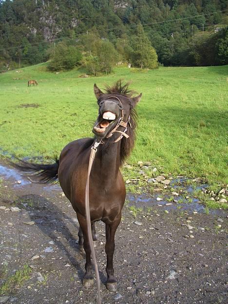 Islænder Frøya frå Eide<3 - Gjesp!! e trøtt!! vil ikkje på tur no!!!!! =P 30. august =) billede 11