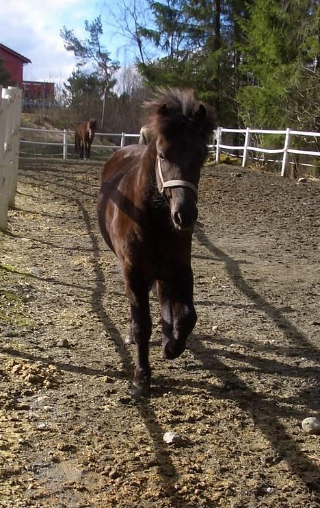 Islænder Frøya frå Eide<3 - Frøyajento e blitt stor og kjempe søt!!! =) 10.april =) billede 12