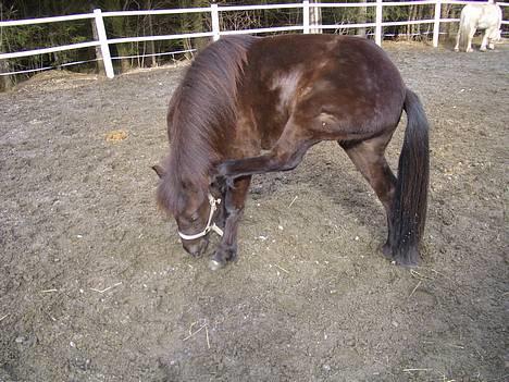 Islænder Frøya frå Eide<3 - Frøya jento mi =) det kløøøøøøøør!!!!!! 10. april=) billede 13