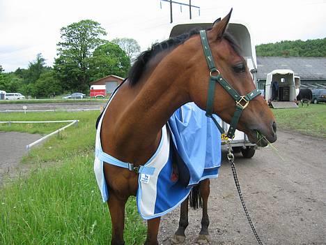 Hollandsk Sportspony Sjanoe - solgt - Sjanoe til stævne , li fået lov a græsse lidt . Juni 2005 billede 14