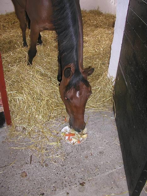 Hollandsk Sportspony Sjanoe - solgt - Sjanoe til hans fødselsdag i Juli. ´Hestelagkage´ :b Juli 2004 billede 15