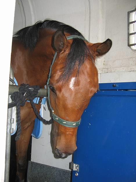 Hollandsk Sportspony Sjanoe - solgt - Sjanoe i traileren . Juni 2005 billede 16