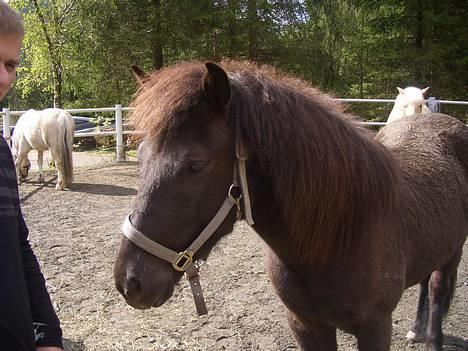 Islænder Frøya frå Eide<3 - Frøya e so skjønn!! =) 14. maj.. skikkelig beskidt =P Har havet sig et "rullebad" =P billede 16