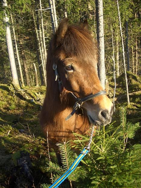 Islænder Saga frå Bringsværd <3 - Saga jenten min i skogen =) sant hu kler skogen? =) 9. februar =) billede 9
