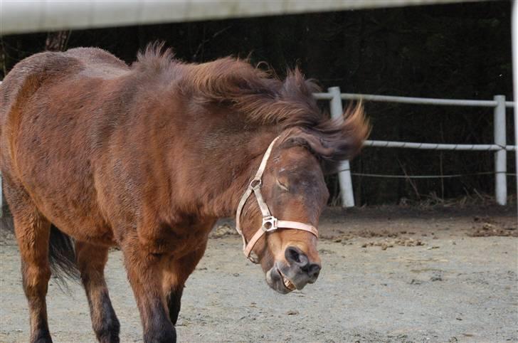 Islænder Saga frå Bringsværd <3 - Saga riste sig april 2009 billede 10