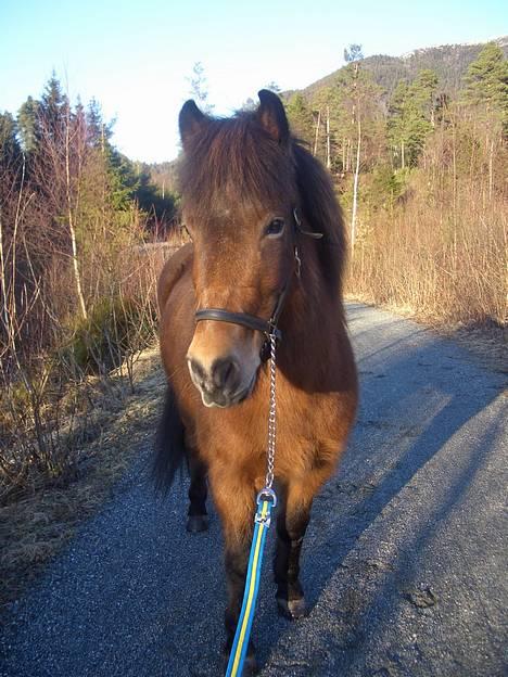 Islænder Saga frå Bringsværd <3 - Saga jento =) 9. februar billede 12