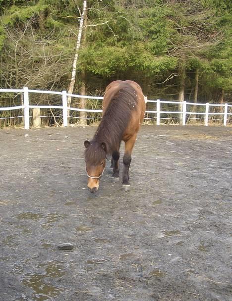 Islænder Saga frå Bringsværd <3 - Lille skjønningen i luftegarden den 19.mars =) =D <3<3<33<3<3<3<3<333<333<333<33<333<33<333 billede 13