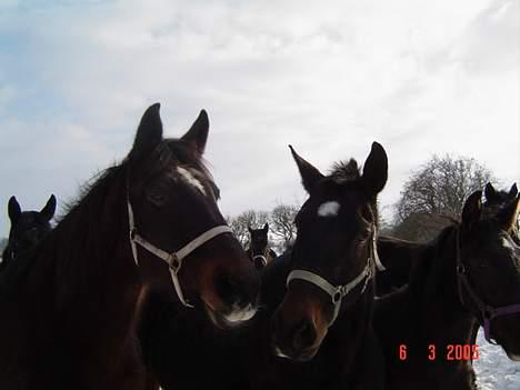 Oldenborg Belinda - Belinda og Stella. billede 10