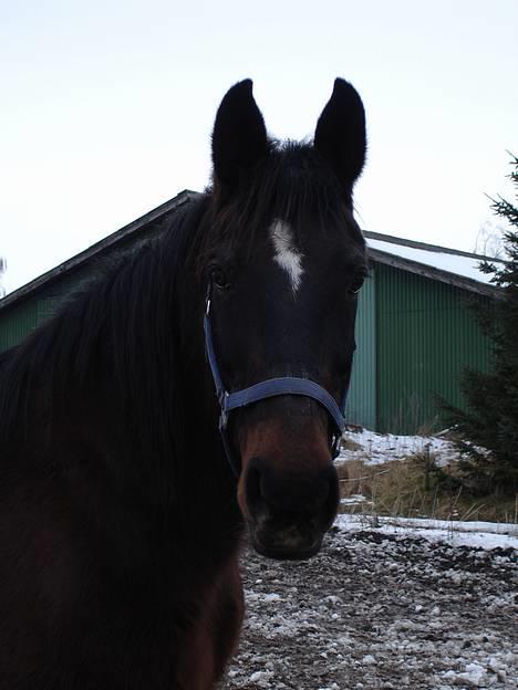 Oldenborg Belinda - Belinda, Feb 06 . Så er den gamle dame blevet 25 år :o) billede 11