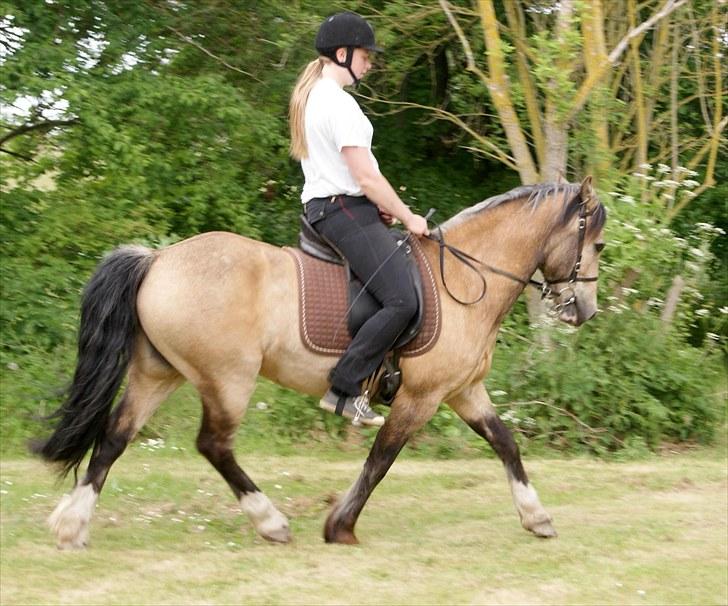 Welsh Pony af Cob-type (sec C) *Bugsy* - Smukke Smukke hest. NYT 2010 billede 10