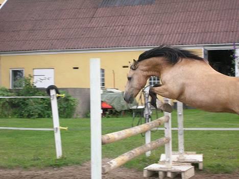 Welsh Pony af Cob-type (sec C) *Bugsy* - Spring. billede 11