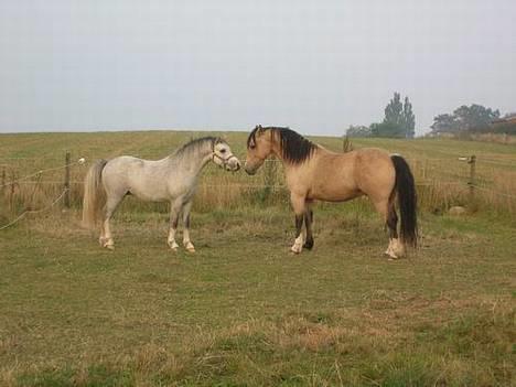 Welsh Pony af Cob-type (sec C) *Bugsy* - Tangårds Shadow (solgt til www.stutteri-sandgaarden.dk) og Min kære Bugsy billede 12