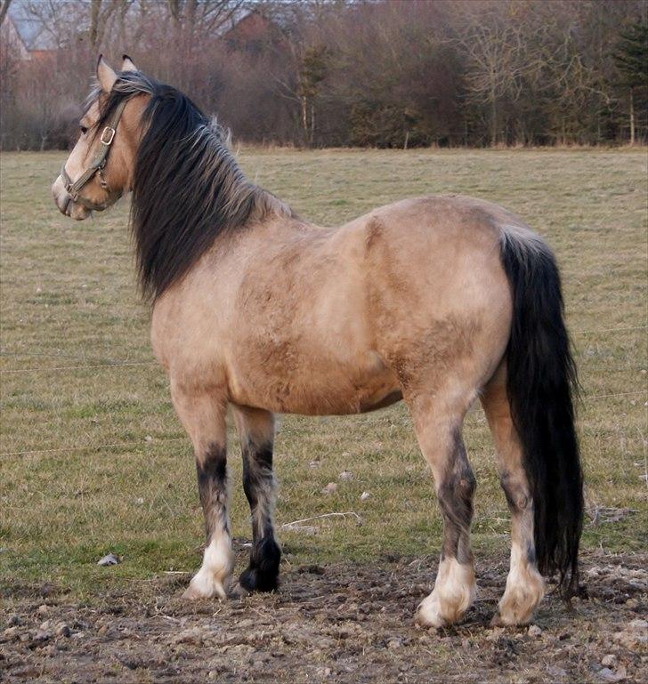 Welsh Pony af Cob-type (sec C) *Bugsy* - vinter 2011 billede 13