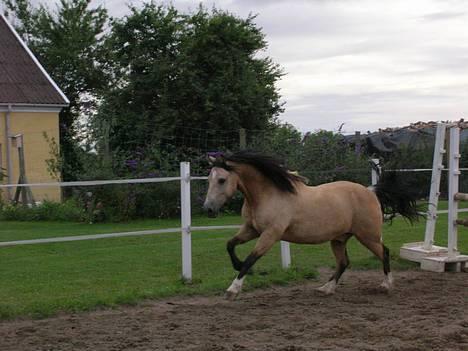 Welsh Pony af Cob-type (sec C) *Bugsy* - Galop billede 14