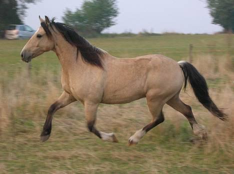 Welsh Pony af Cob-type (sec C) *Bugsy* - Trav billede 15