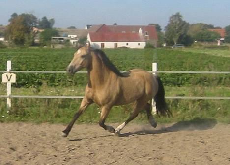 Welsh Pony af Cob-type (sec C) *Bugsy* - Trav billede 16